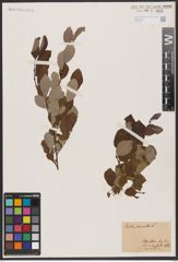 Foto von Salix aurita L.
